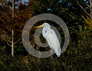 Great Egret in a Florida Wetland Forest