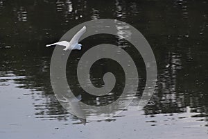 Great egret flying above a lake and its reflection on the water