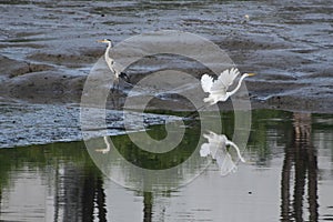 Great egret flying above a lake and its reflection on the water by the shore line