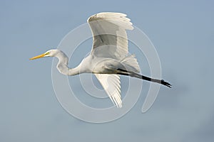 Great Egret flying across the road