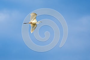 Great egret flying against blue sky