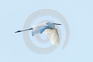 Great Egret Flying Ardea alba clear sky