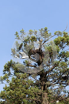Great egret flying away from its nest in a pine tree.