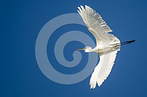 Great Egret Flying in a Blue Sky