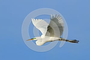 Great egret flying in blue sky
