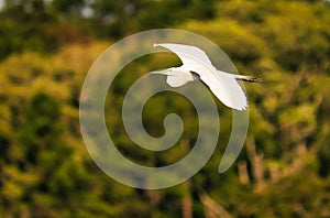A great egret flying with a blurred background.