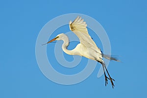 Great egret flying with building material