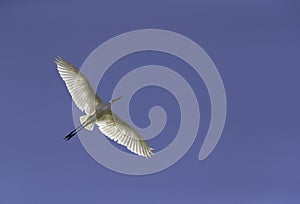 Great Egret flying high at Buhair lake, Bahrain