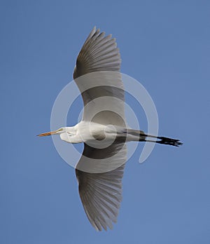 Great egret flying high in the sky