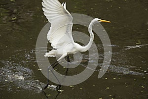 Great egret flying low while dragging its feet, Florida Everglades.
