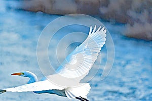 Great Egret Flying Low