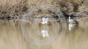 Great egret flying low over the water surface