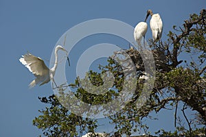 Great egret flying with nesting material at a Florida swamp