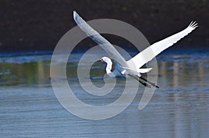 Great Egret Flying Over The Marsh
