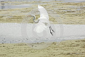 Great egret flying over a swamp in Orlando Wetlands Park.