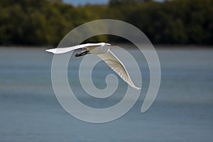 Great Egret flying past Mangrove Trees