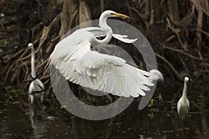 Great egret flying in a primeval swamp in Florida`s everglades.