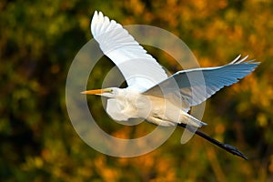 Great Egret