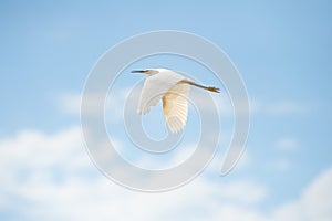 The great egret flying in the sky