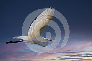 Great Egret flying into the sunset