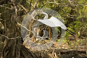 Great egret flying with twig in its bill, Florida everglades.