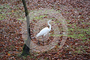 Great egret in the Foliage