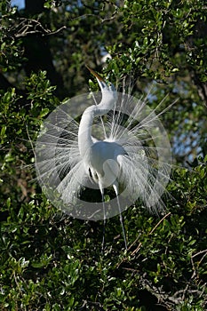 Great Egret in full breeding display and plumage.