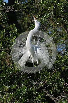 Great Egret in full breeding display and plumage.