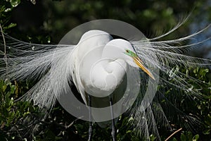 Great Egret in full breeding display and plumage.