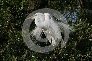 Great Egret in full breeding display and plumage.