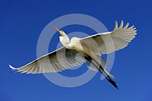 Great egret