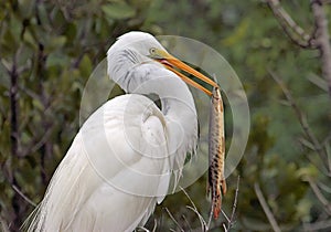 Great Egret with a Gar fish