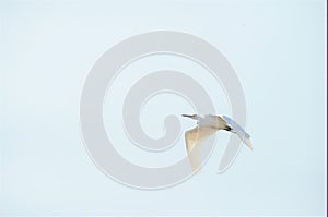 Great Egret glides above on its search for safe landing and food