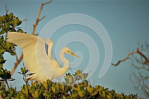 Great egret in Goodland Florida on Marco Island