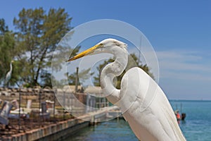 Great egret Ardea alba closeup image photo