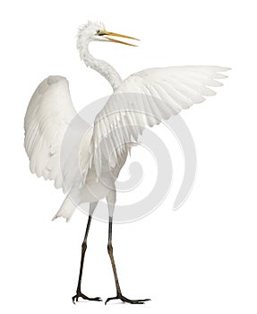 Great Egret or Great White Egret photo