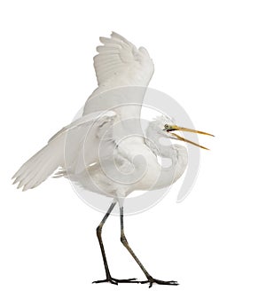 Great Egret or Great White Egret