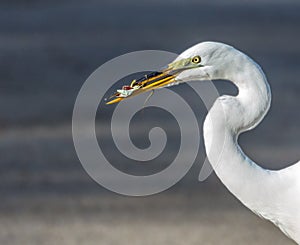 Great Egret with Green Anole lizard in its mouth
