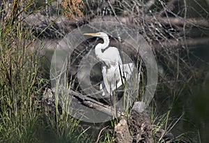 Great Egret heron in swamp habitat, Georgia USA