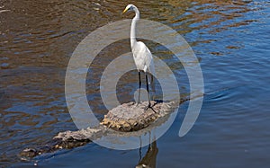 Great Egret Hitching A Ride On An Alligator