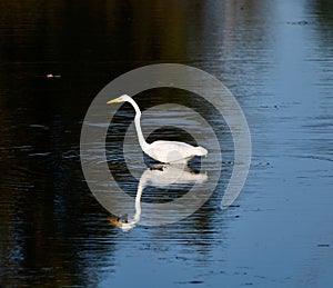 Great Egret on the Hunt