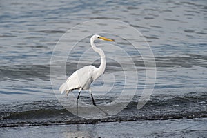 Great Egret hunting along lakeshore