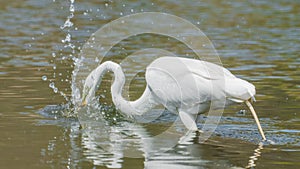 Great egret hunting and eating a in wetlands off the Minnesota River - in the Minnesota Valley National Wildlife Refuge
