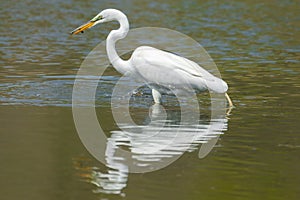 Great egret hunting and eating a in wetlands off the Minnesota River - in the Minnesota Valley National Wildlife Refuge