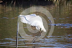 Great egret hunting fish in the river