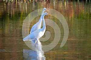 Great egret hunting fish in the river
