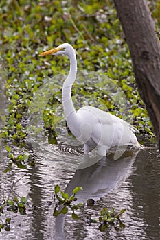 Great Egret Hunting in a Marshland