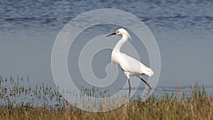 Great egret hunting in a shallow salt marsh