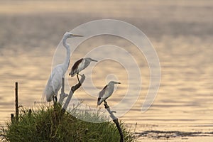 Great egret and Indian pond heron in Arugam bay lagoon, Sri Lank