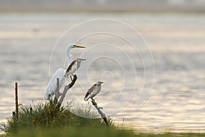 Great egret and Indian pond heron in Arugam bay lagoon, Sri Lank